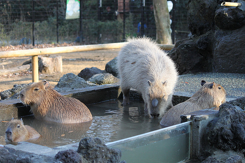 カピバラ Capybara