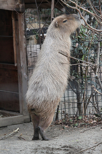 カピバラ Capybara