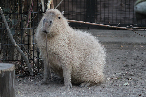 カピバラ Capybara