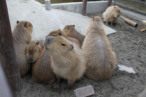 Capybara Capybara