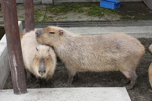 Capybara Capybara