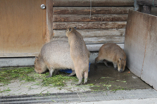 Capybara Capybara