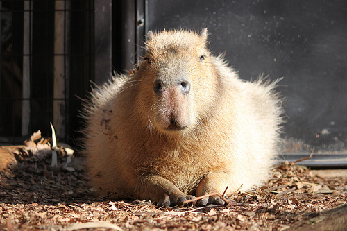 カピバラ Capybara