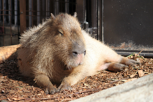 カピバラ Capybara
