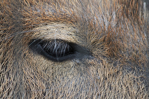 カピバラ Capybara