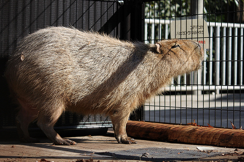 カピバラ Capybara