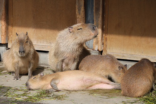 Capybara Capybara