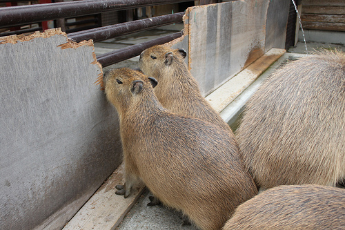 Capybara Capybara