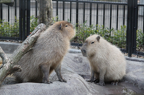 カピバラ Capybara