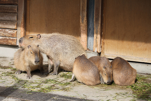 Capybara Capybara