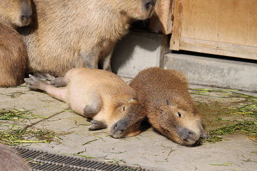 Capybara Capybara