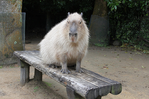 Capybara Capybara