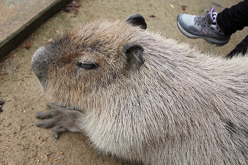 Capybara Capybara