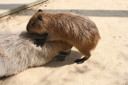 Capybara Capybara