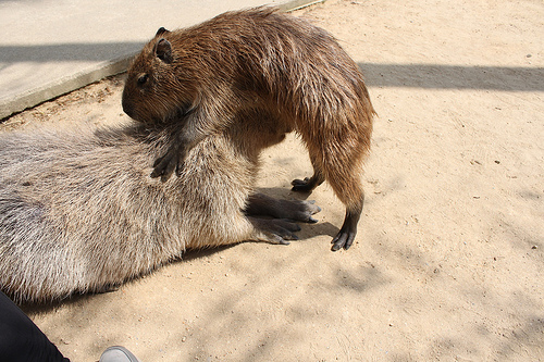 Capybara Capybara