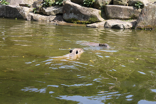 Capybara Capybara