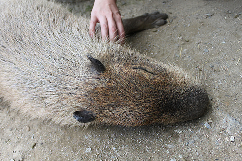 Capybara Capybara