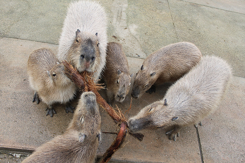 Capybara Capybara
