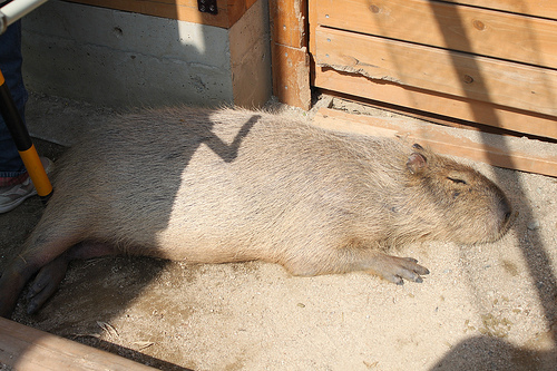 Capybara Capybara