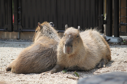 Capybara Capybara