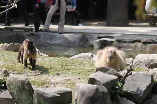 Capybara Capybara