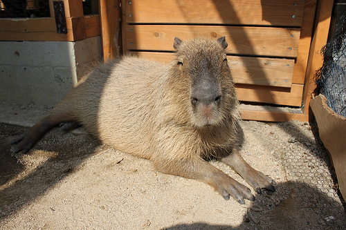 Capybara Capybara