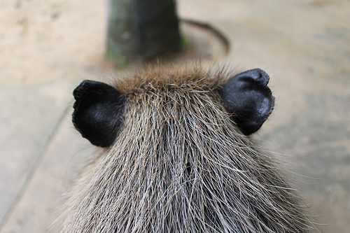 Capybara Capybara