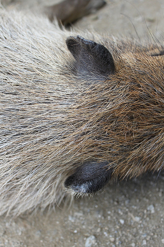 Capybara Capybara