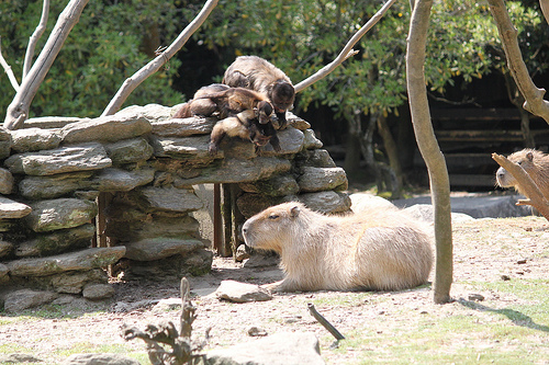 Capybara Capybara