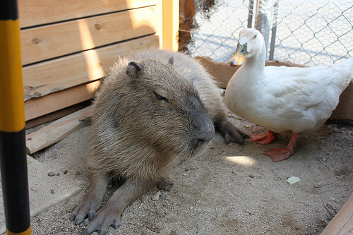 Capybara Capybara