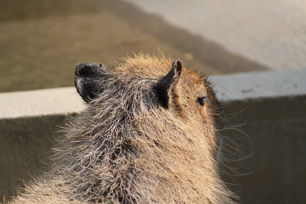池田動物園_20120505