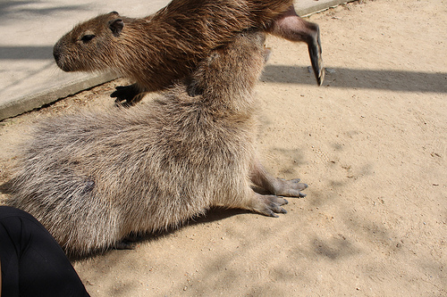 Capybara Capybara