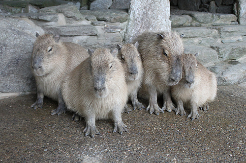 Capybara Capybara