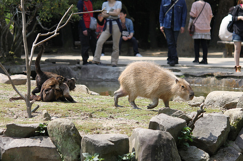 Capybara Capybara