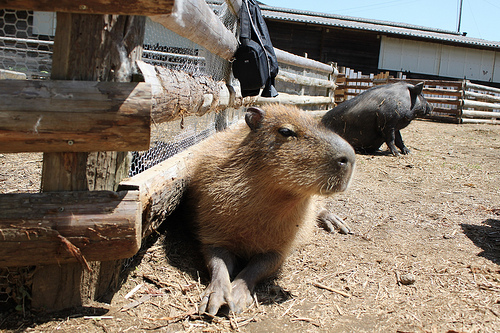 Capybara Capybara