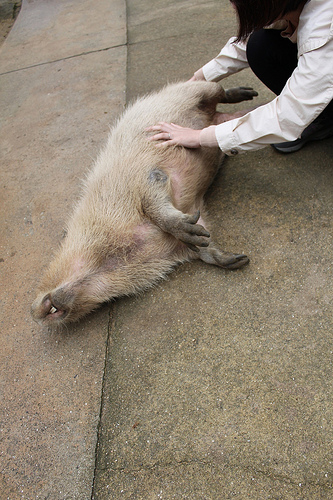 Capybara Capybara