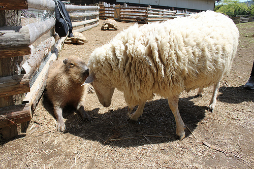 Capybara Capybara