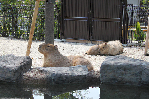 Capybara Capybara