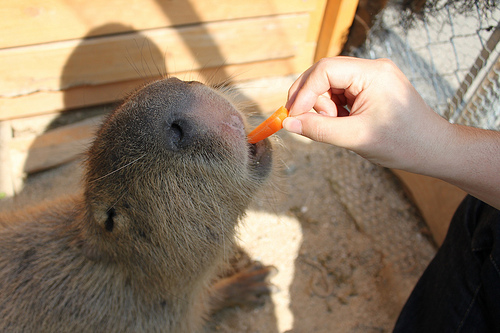 Capybara Capybara
