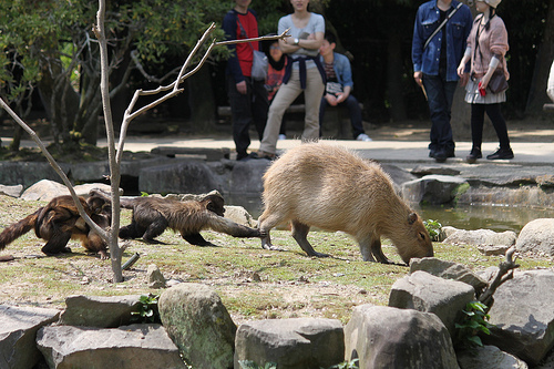 Capybara Capybara