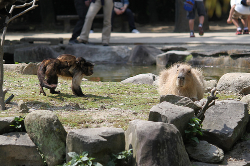 Capybara Capybara