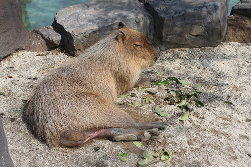 Capybara Capybara