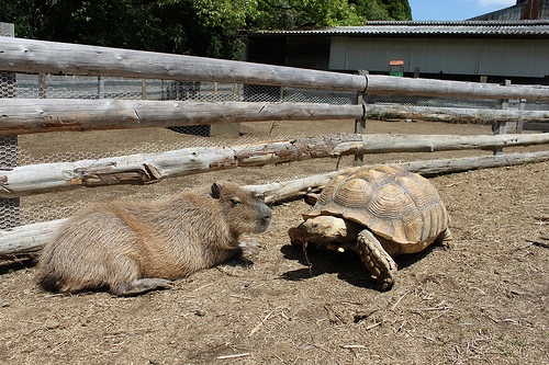 Capybara Capybara