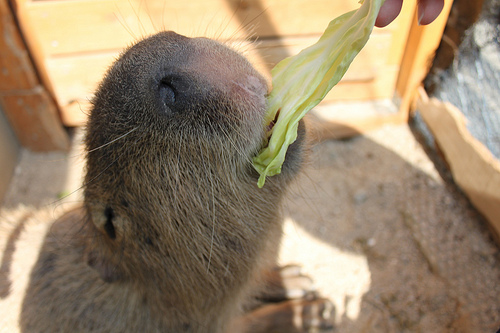 Capybara Capybara