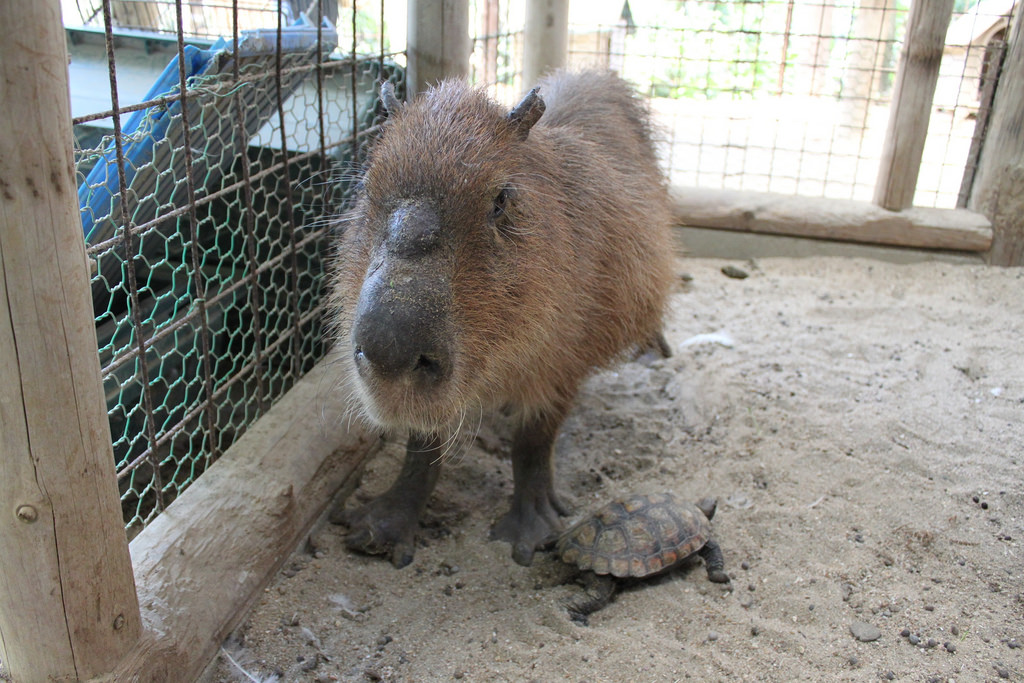 渋川動物公園_20120505