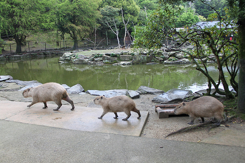 Capybara Capybara