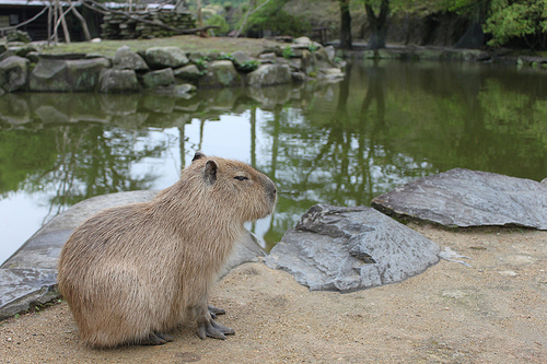 Capybara Capybara