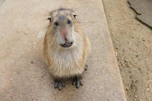 Capybara Capybara