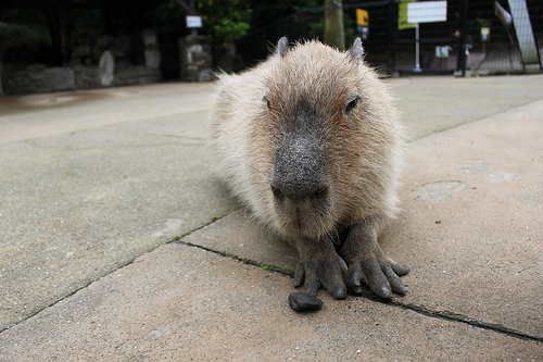 Capybara Capybara