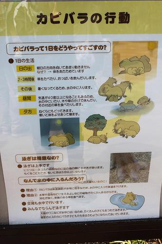 Capybara Capybara